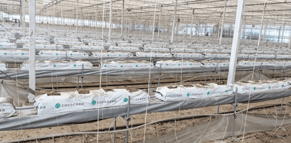 日光消毒バッグ1