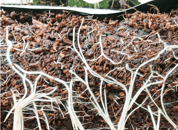 ココカラバッグ根