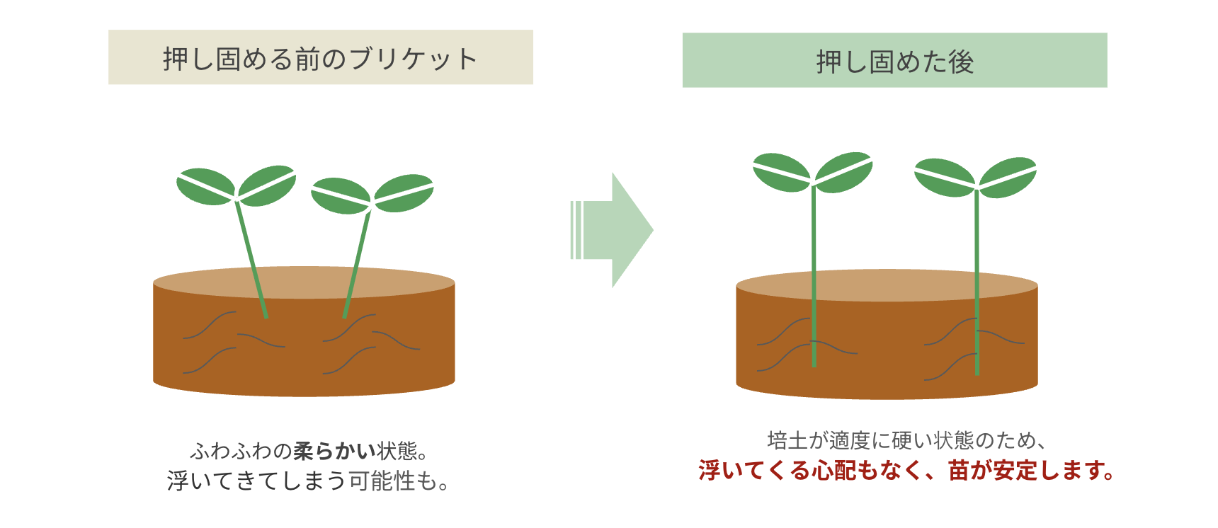 ブリケット苗注意点