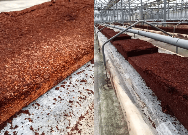 培地が復元しない