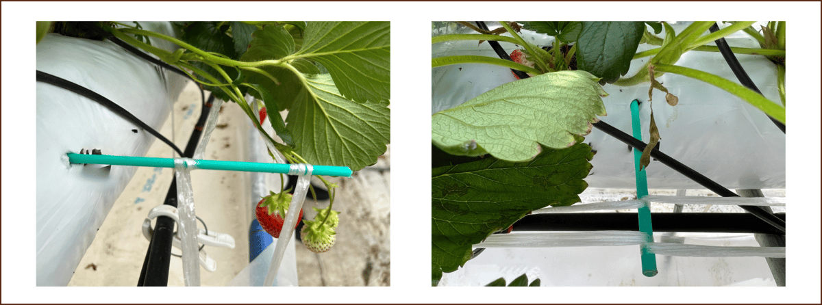 イチゴの枝折れ