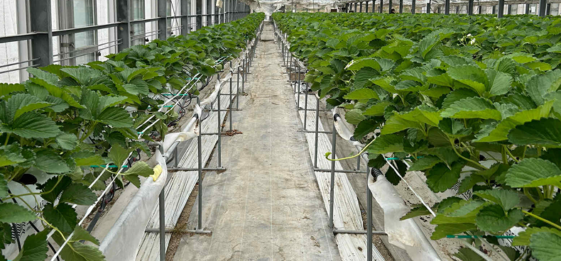 イチゴバッファリング1