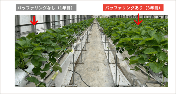 イチゴバッファリング2-1