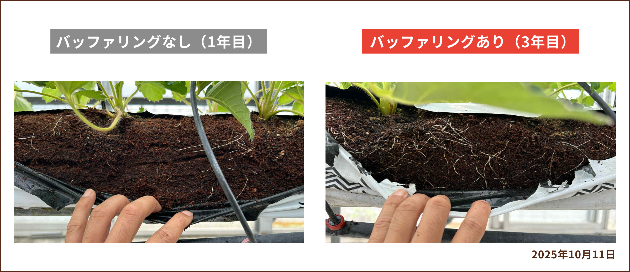 イチゴバッファリング2