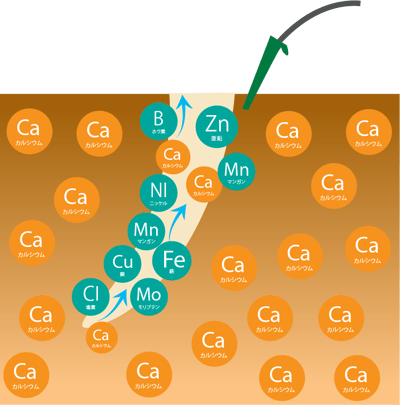 バッファリング後施肥文字なし