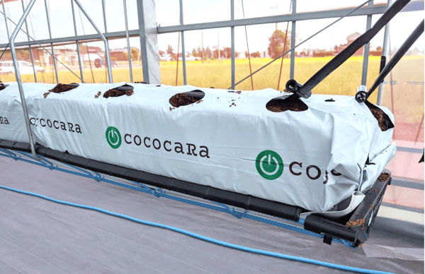 ラッピングイチゴ