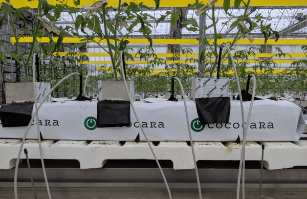 ラッピングトマト