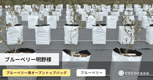 ブルーベリー明野様