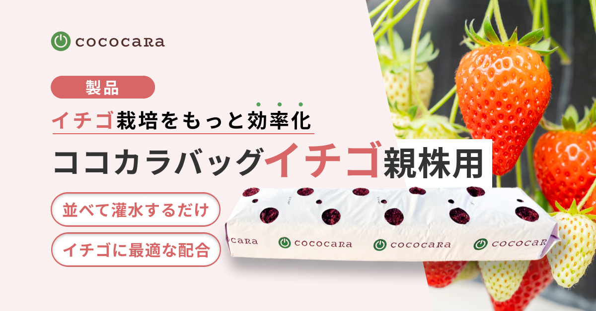 【製品】ココカラバッグーイチゴ親株用ー