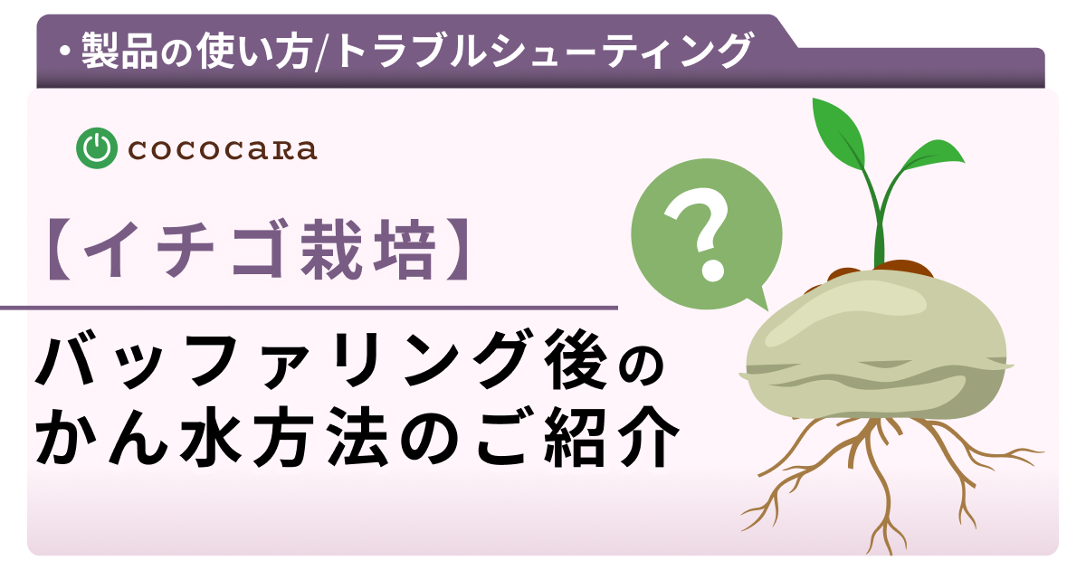 【イチゴ栽培】バッファリング後のかん水方法のご紹介